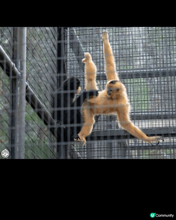 香港動植物公園裡的黑臉琵鷺是香港野生動物保護的一個標誌。
