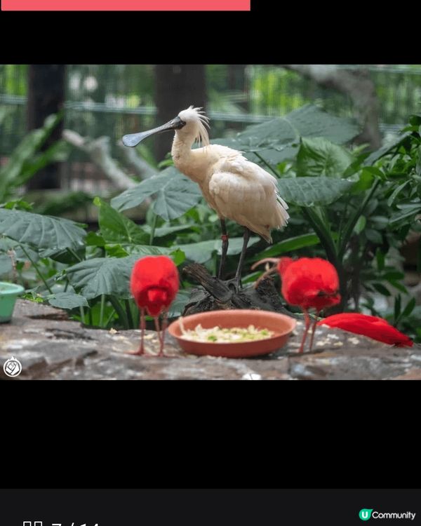香港動植物公園裡的黑臉琵鷺是香港野生動物保護的一個標誌。