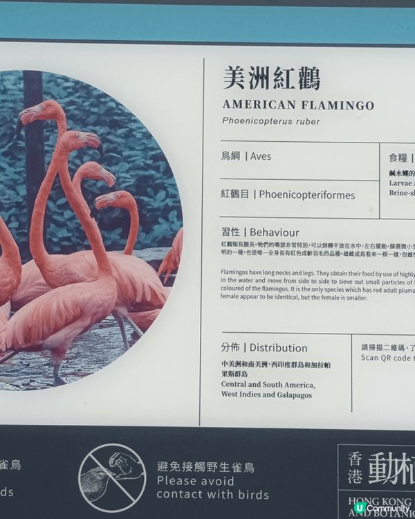 香港動植物公園裡的黑臉琵鷺是香港野生動物保護的一個標誌。