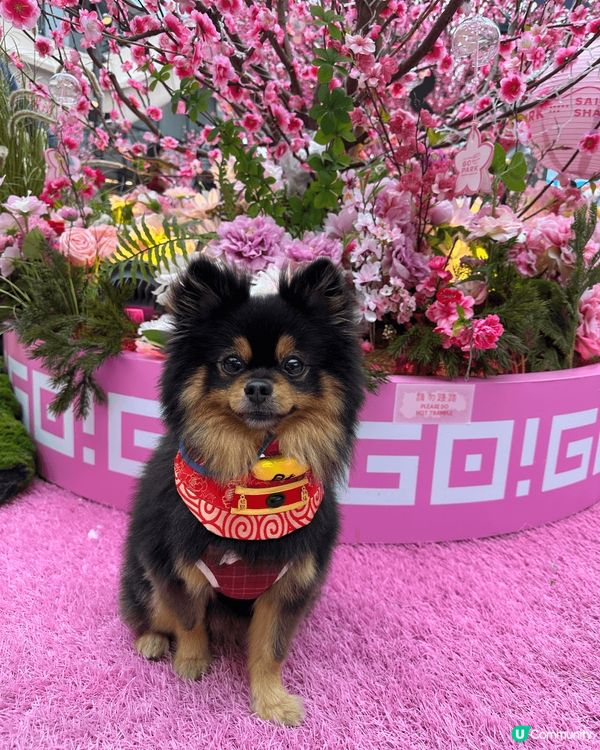 Go Park算係呢期見到最多狗主會去既新地標。