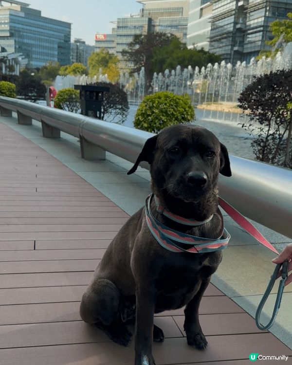 科學園第三期商場可以星期六日係Pet Friendly, 大...