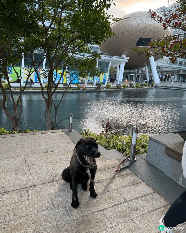 科學園第三期商場可以星期六日係Pet Friendly, 大...