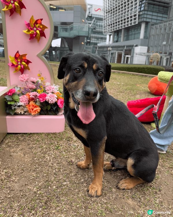 科學園第三期商場可以星期六日係Pet Friendly, 大...