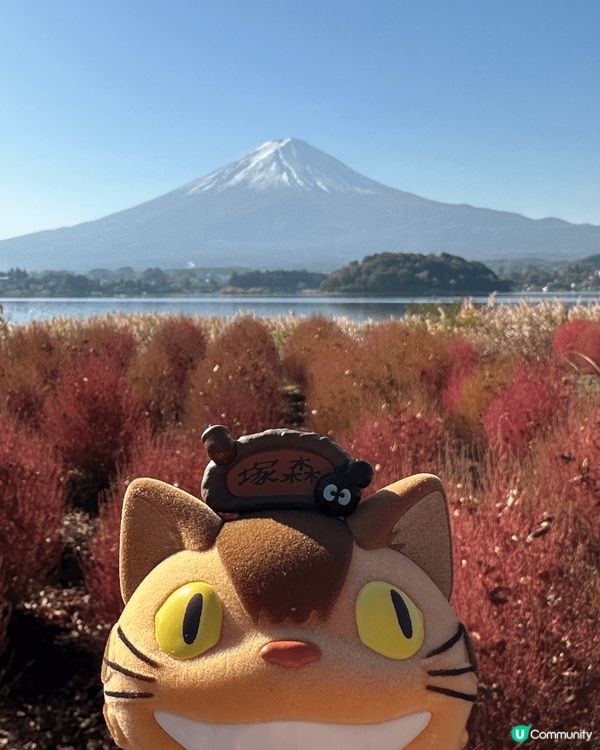 富士山打卡之旅，去河口湖，大石公園，天空之鳥居，吉田本町商店...