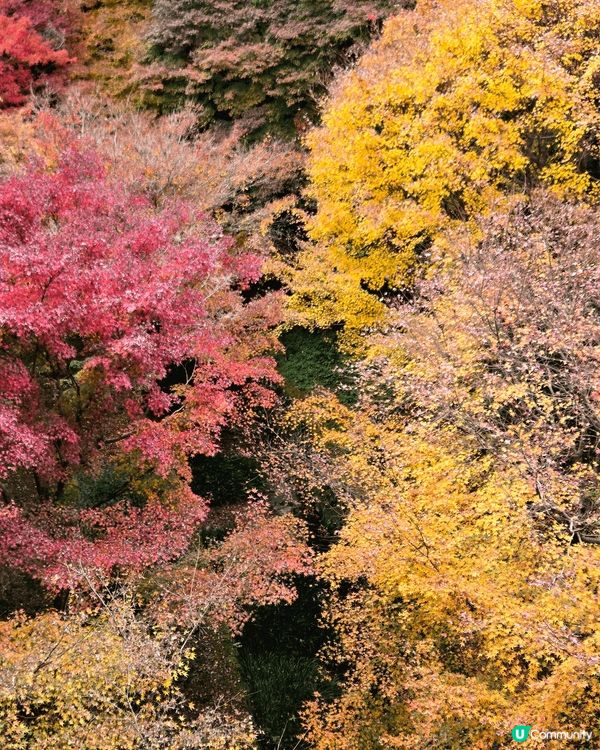 京都楓味 古色古香