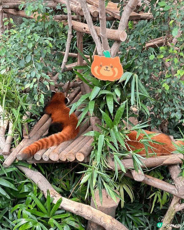 #人人生日快樂 🎂🐼🎁