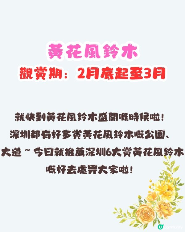 深圳黃花風鈴木地圖📸6大推介‼️地鐵直達🚇2500株黃金樹林