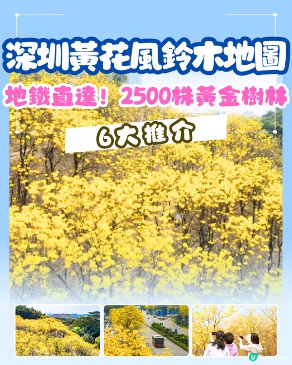 深圳黃花風鈴木地圖📸6大推介‼️地鐵直達🚇2500株黃金樹林