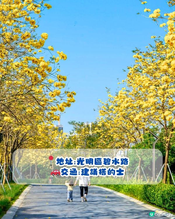 深圳黃花風鈴木地圖📸6大推介‼️地鐵直達🚇2500株黃金樹林