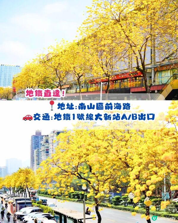 深圳黃花風鈴木地圖📸6大推介‼️地鐵直達🚇2500株黃金樹林