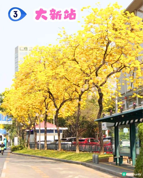 深圳黃花風鈴木地圖📸6大推介‼️地鐵直達🚇2500株黃金樹林