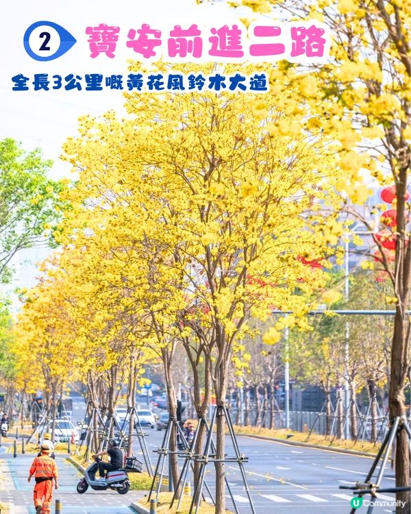 深圳黃花風鈴木地圖📸6大推介‼️地鐵直達🚇2500株黃金樹林
