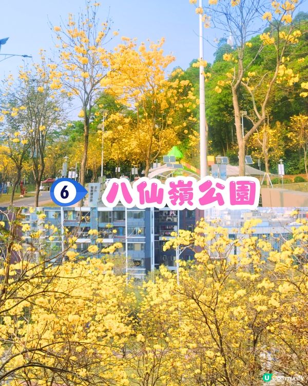深圳黃花風鈴木地圖📸6大推介‼️地鐵直達🚇2500株黃金樹林