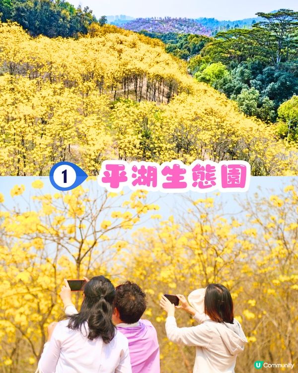 深圳黃花風鈴木地圖📸6大推介‼️地鐵直達🚇2500株黃金樹林