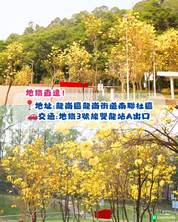 深圳黃花風鈴木地圖📸6大推介‼️地鐵直達🚇2500株黃金樹林