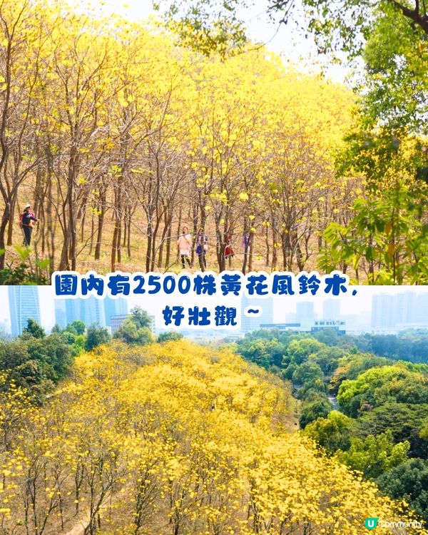 深圳黃花風鈴木地圖📸6大推介‼️地鐵直達🚇2500株黃金樹林