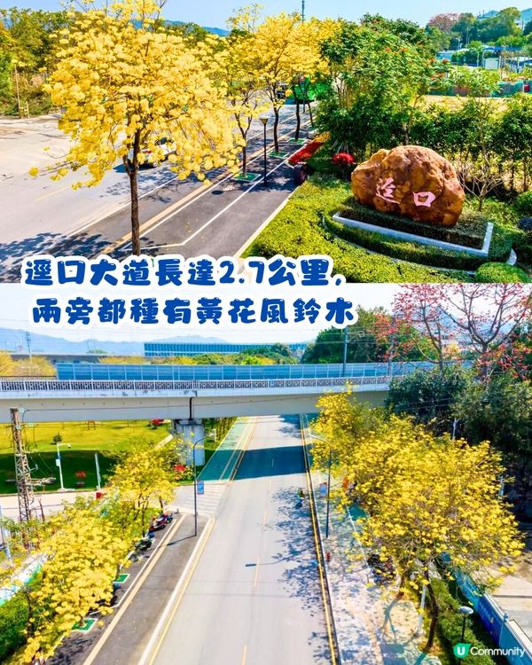 深圳黃花風鈴木地圖📸6大推介‼️地鐵直達🚇2500株黃金樹林
