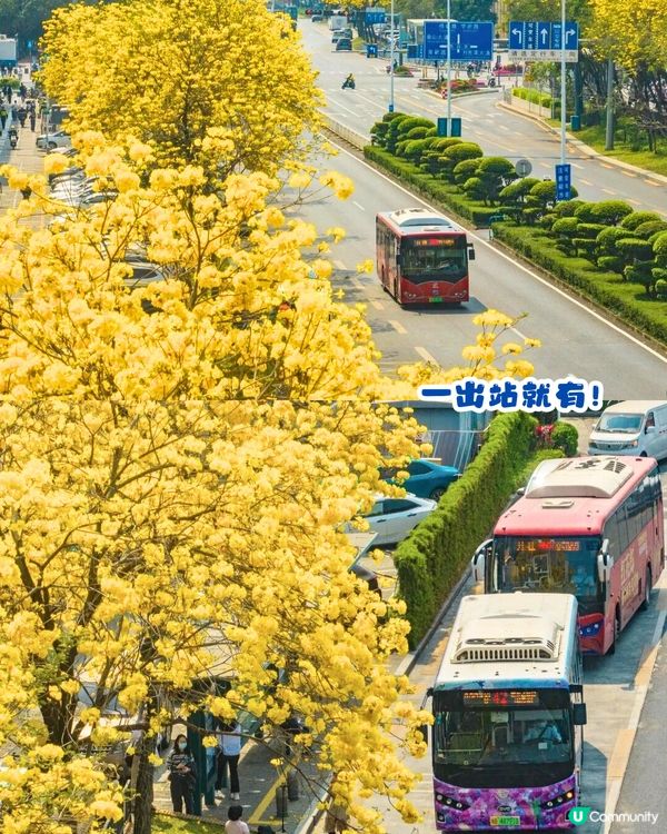 深圳黃花風鈴木地圖📸6大推介‼️地鐵直達🚇2500株黃金樹林