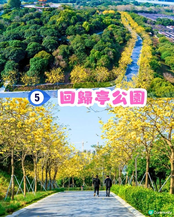 深圳黃花風鈴木地圖📸6大推介‼️地鐵直達🚇2500株黃金樹林