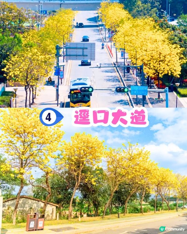 深圳黃花風鈴木地圖📸6大推介‼️地鐵直達🚇2500株黃金樹林