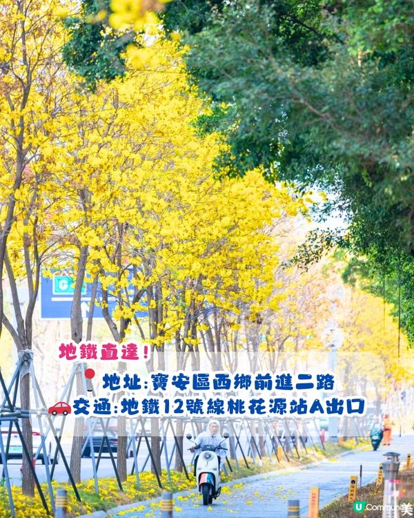 深圳黃花風鈴木地圖📸6大推介‼️地鐵直達🚇2500株黃金樹林