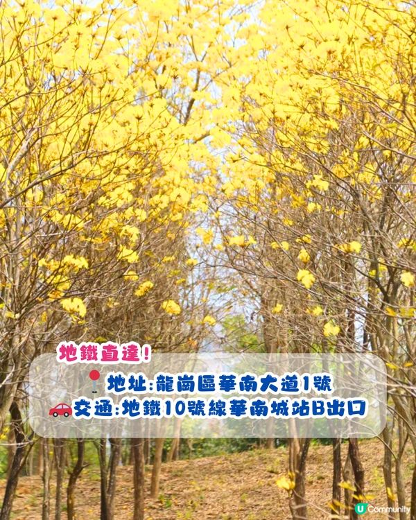 深圳黃花風鈴木地圖📸6大推介‼️地鐵直達🚇2500株黃金樹林