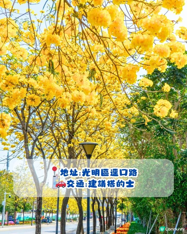 深圳黃花風鈴木地圖📸6大推介‼️地鐵直達🚇2500株黃金樹林