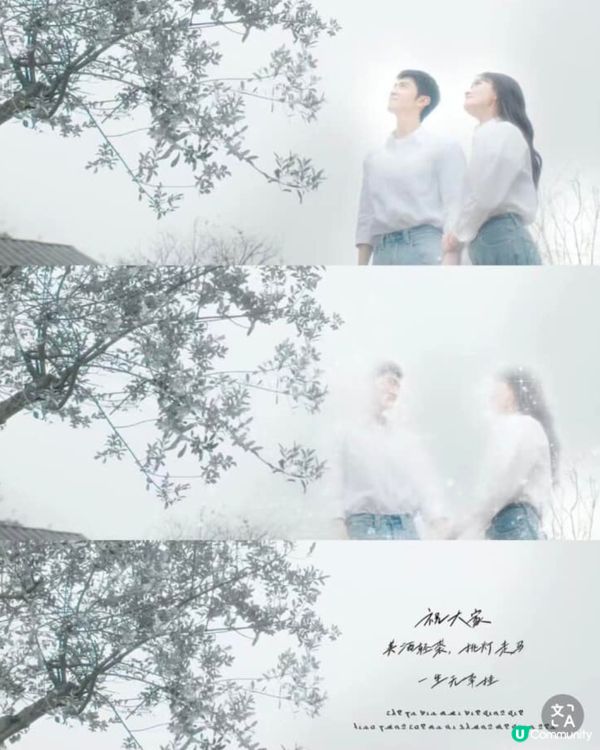 白色橄欖樹結局雙雙化蝶被批太誇張！陸版《太陽的後裔》令人失望！