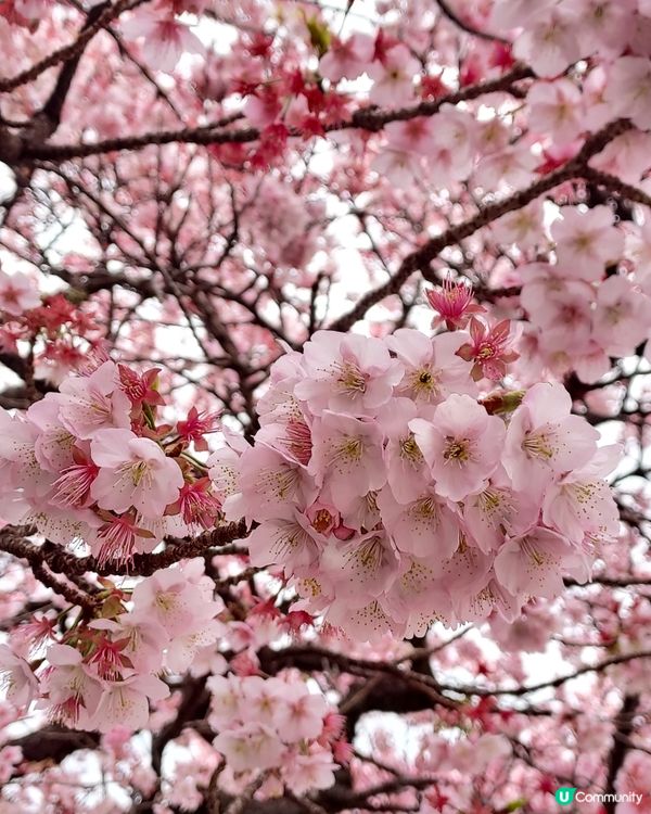 日本熱海櫻花開得超級茂盛，超靚 🎎👘🎊