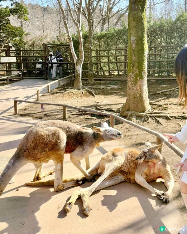 📍大分 - 九州自然動物公園