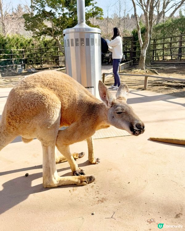 📍大分 - 九州自然動物公園