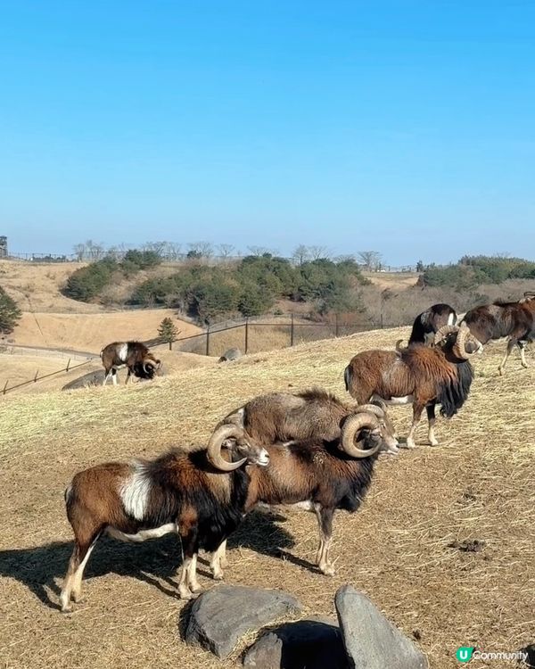 📍大分 - 九州自然動物公園