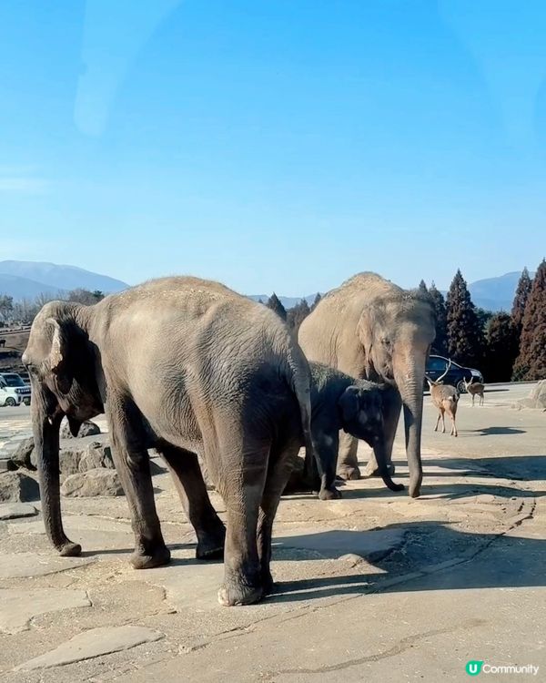 📍大分 - 九州自然動物公園
