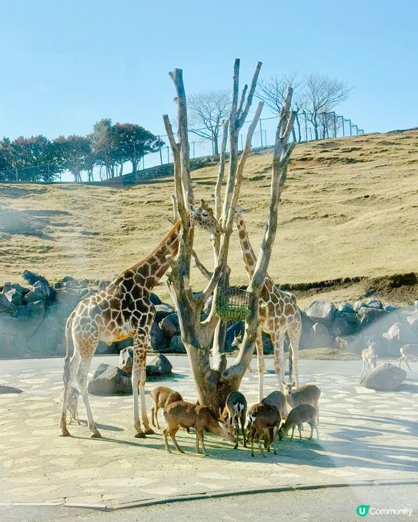 📍大分 - 九州自然動物公園