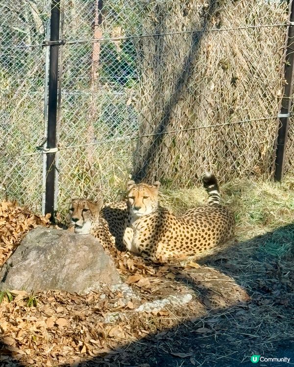 📍大分 - 九州自然動物公園