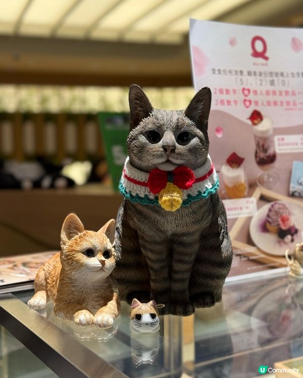 🌟【QUE @希慎廣場】黑松露迷嘅天堂!