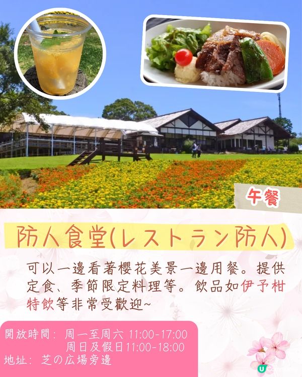 福岡賞櫻一日遊路線🌸花海美景/人氣櫻花祭/ 70+美食攤位🚗附交通資訊