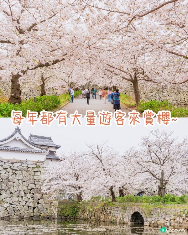 福岡賞櫻一日遊路線🌸花海美景/人氣櫻花祭/ 70+美食攤位🚗附交通資訊