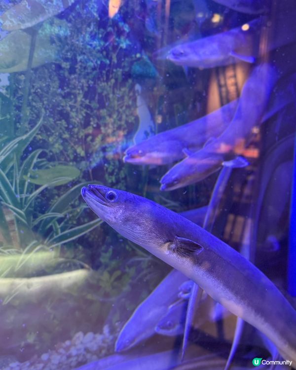 深圳隱世專人服務 烤鰻魚餐廳