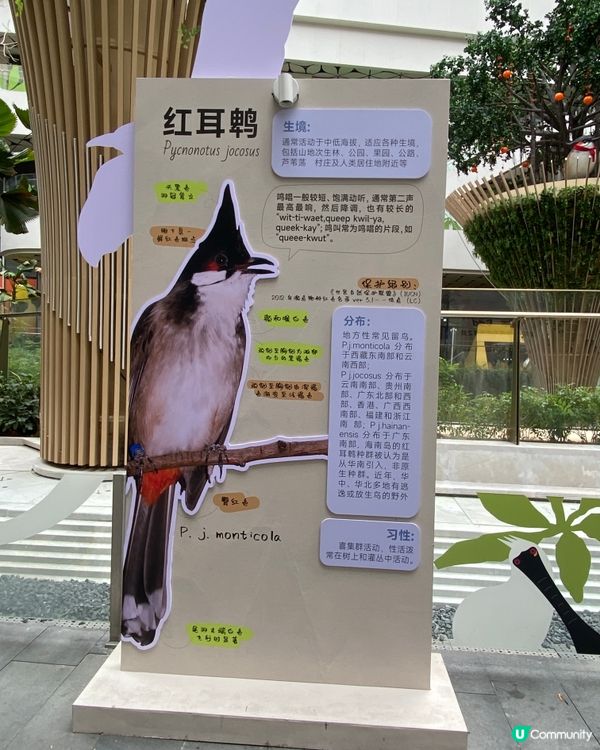 ✨深圳🇨🇳-⚠️💬超巨大黑臉琵鷺⁉️💢親子好去處📸📍坂田萬科廣場