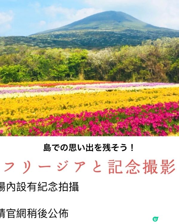 東京外海八丈島💐小蒼蘭祭感受原始的悸動💗