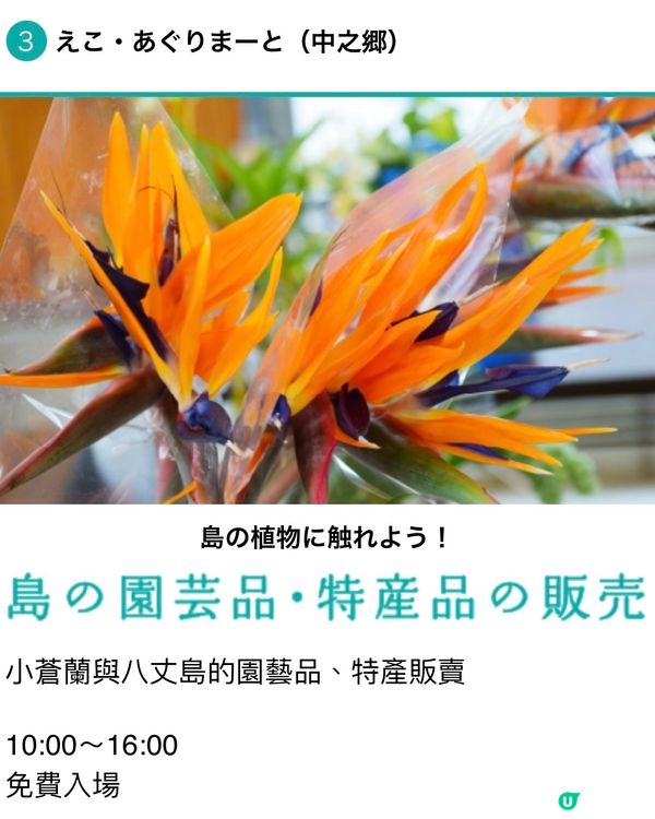 東京外海八丈島💐小蒼蘭祭感受原始的悸動💗