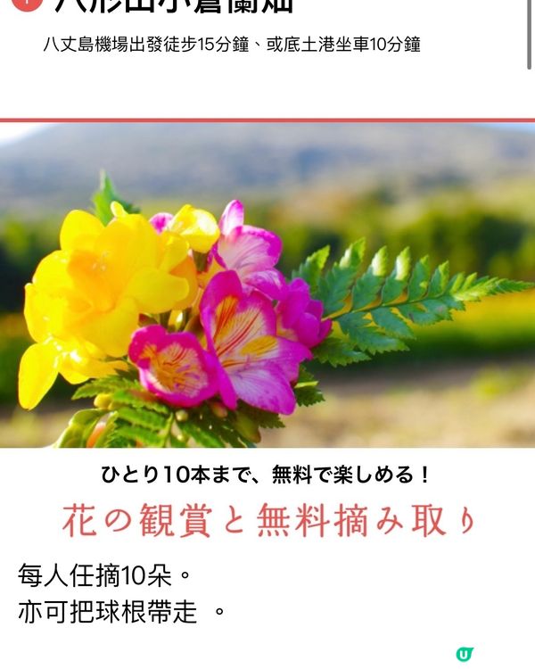 東京外海八丈島💐小蒼蘭祭感受原始的悸動💗