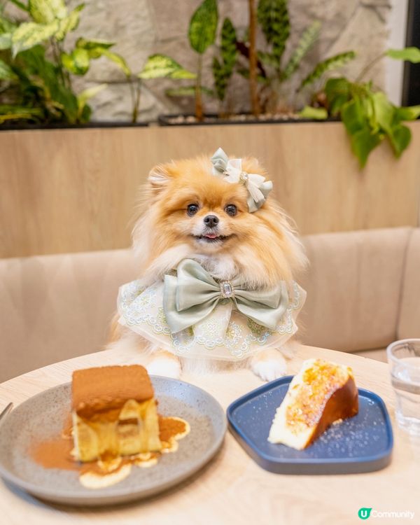 心目中No.1的Tiramisu🌟