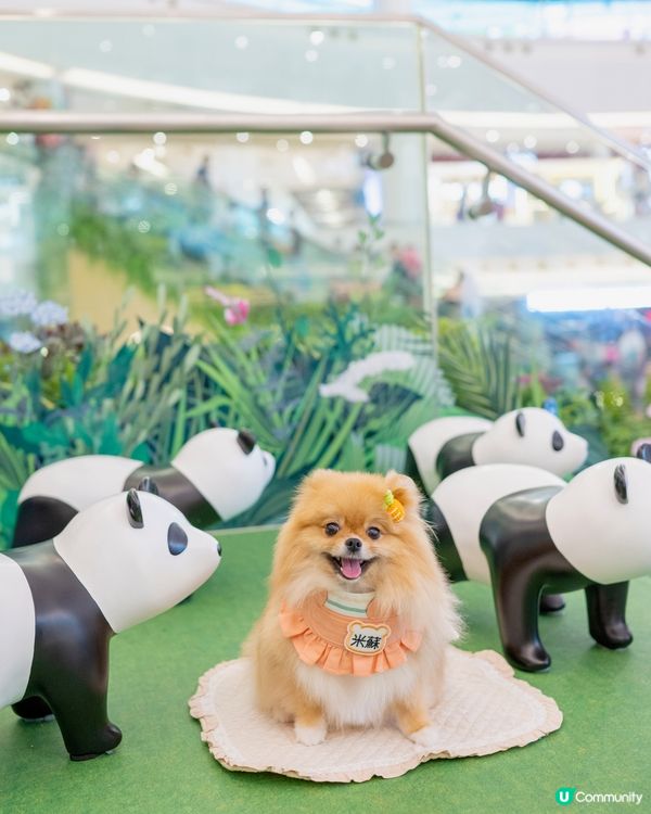 爸爸媽媽話帶我去動物園睇熊貓🐼