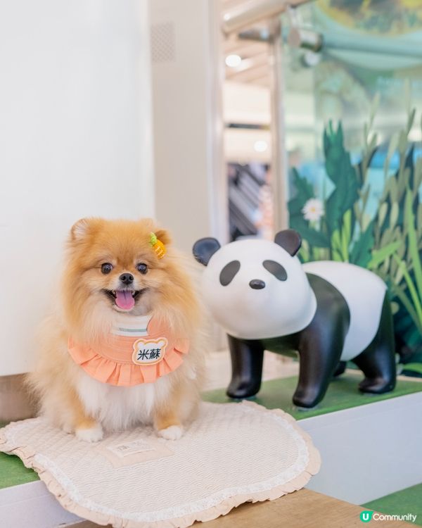 爸爸媽媽話帶我去動物園睇熊貓🐼