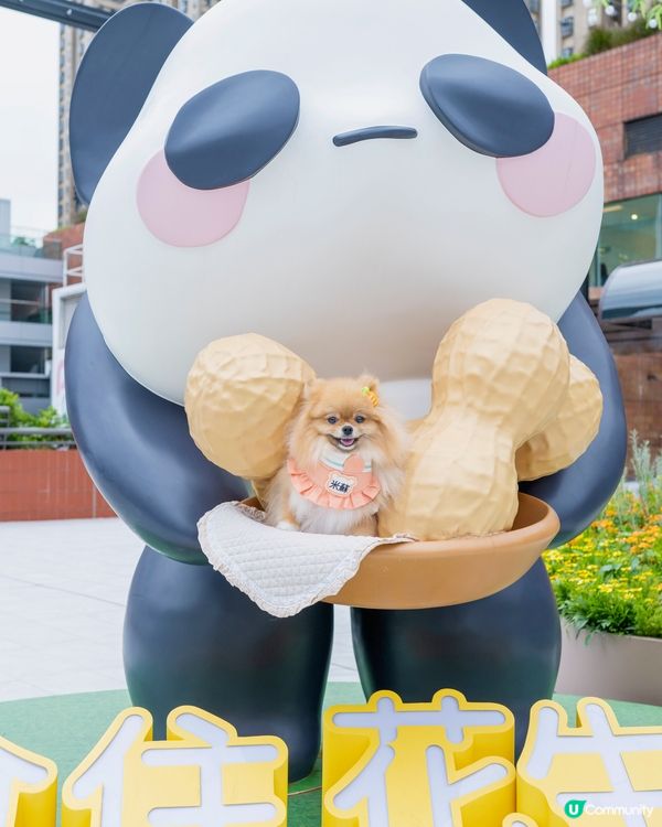 爸爸媽媽話帶我去動物園睇熊貓🐼