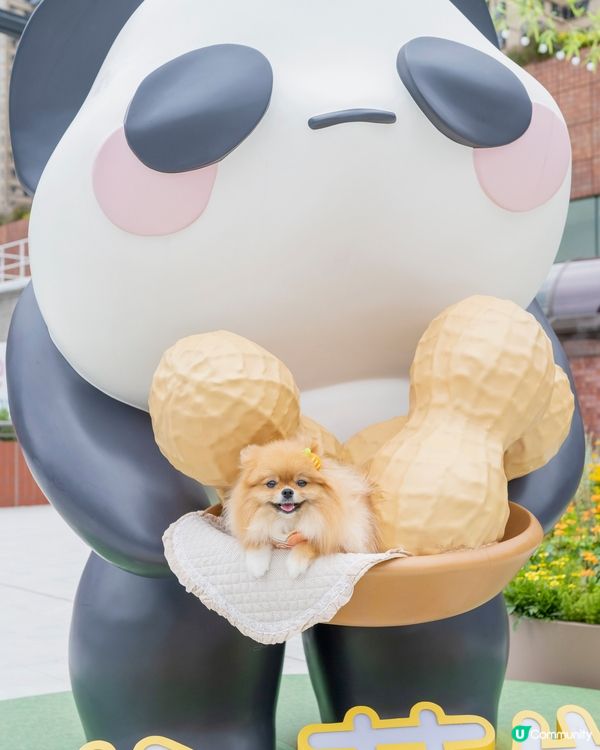 爸爸媽媽話帶我去動物園睇熊貓🐼