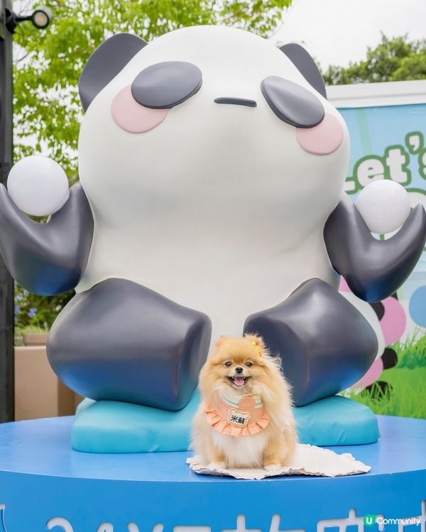 爸爸媽媽話帶我去動物園睇熊貓🐼