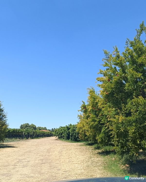 [西澳夏日活動🍇］提子提子‼️ 秋脆！棉花糖提子！